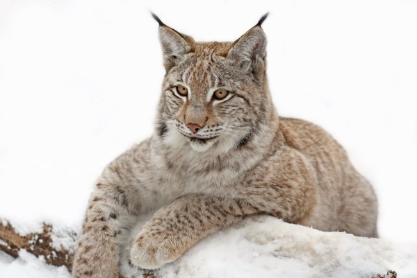 Рысь карточка