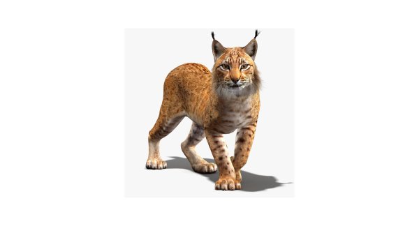 Рысь карточка