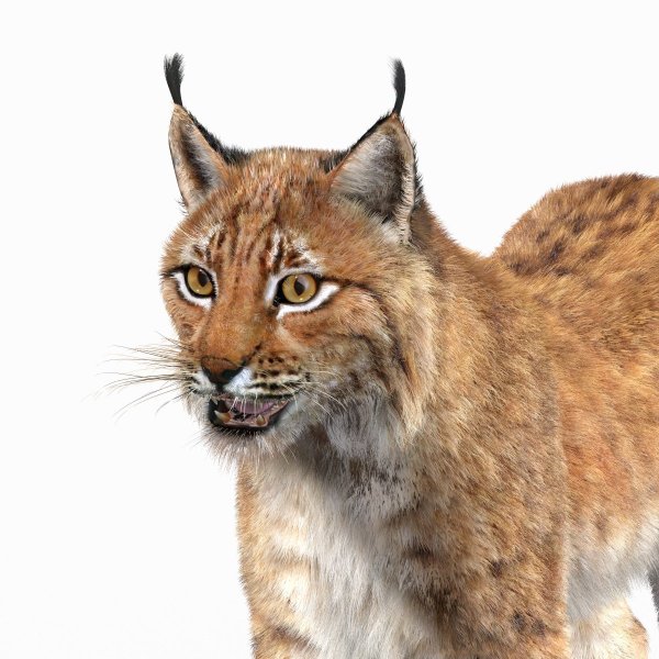 Рысенок на прозрачном фоне