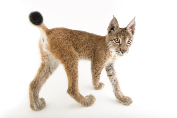 Рысь на прозрачном фоне