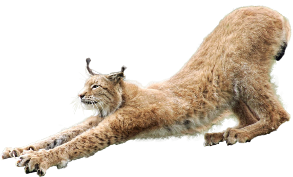 Евразийская Рысь