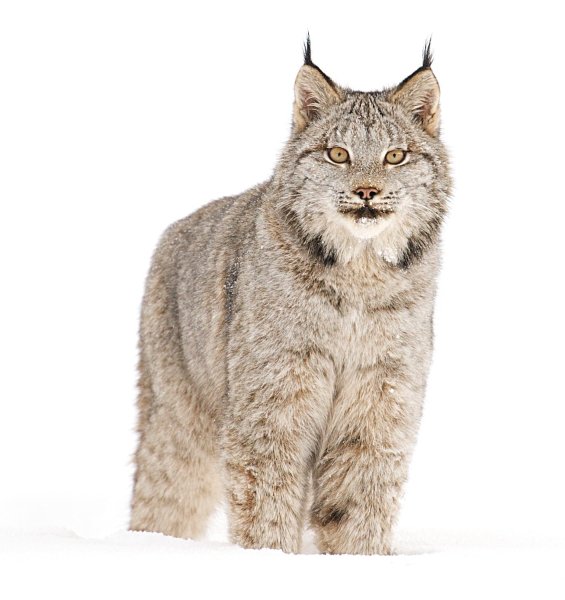 Рысь на прозрачном фоне