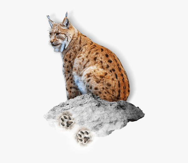 Рысь для детей