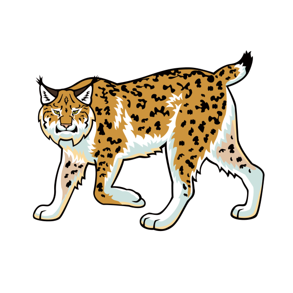 Рысь на прозрачном фоне