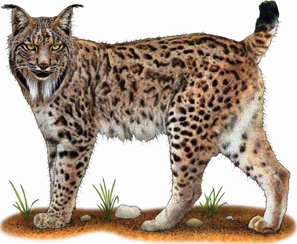 Рысь на белом фоне для детей