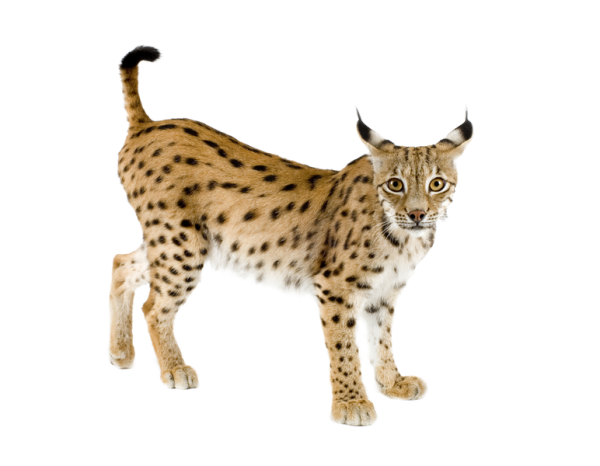 Рысь на белом фоне