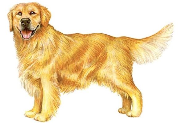 Изображение собаки для детей