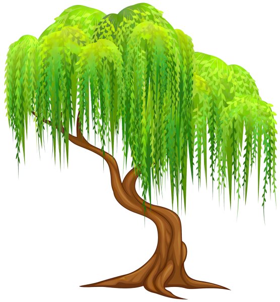 Плакучая Ива дерево