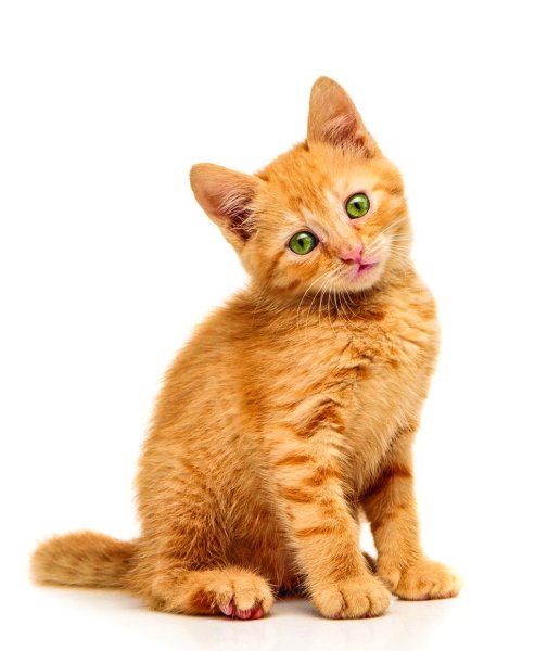 Рыжий котёнок