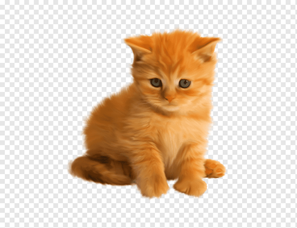 Котенок на прозрачном фоне
