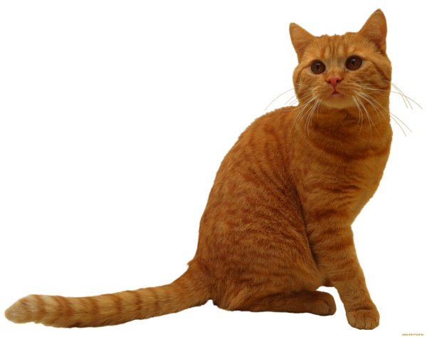 Рыжая кошка