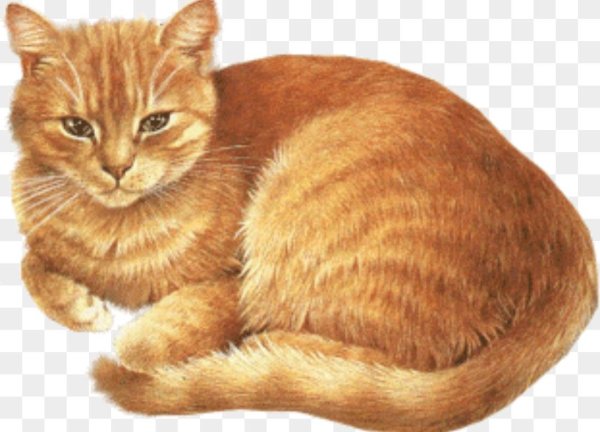 Изображение кошки для детей