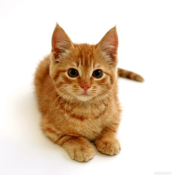 Рыжий кот на белом фоне