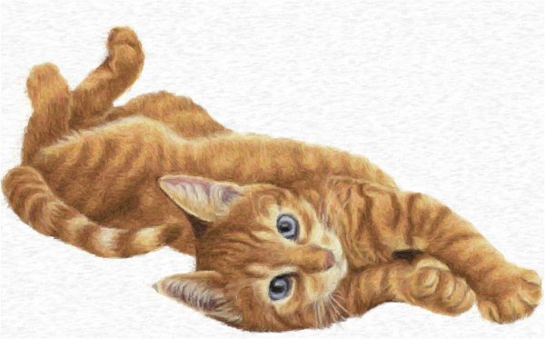 Кот на прозрачном фоне