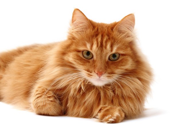 Рыжий пушистый кот на белом фоне