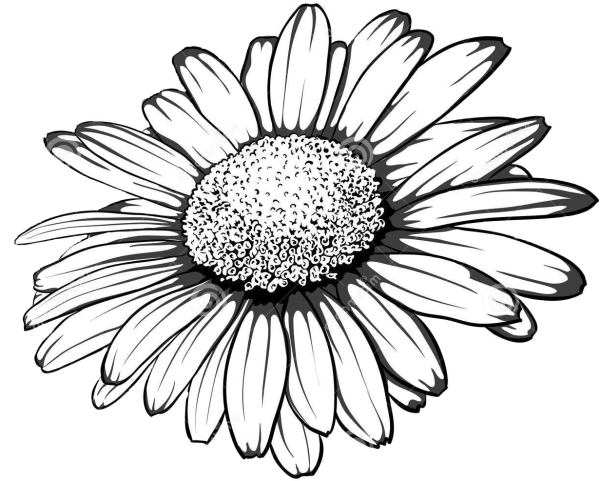 Ромашка Векторная Графика