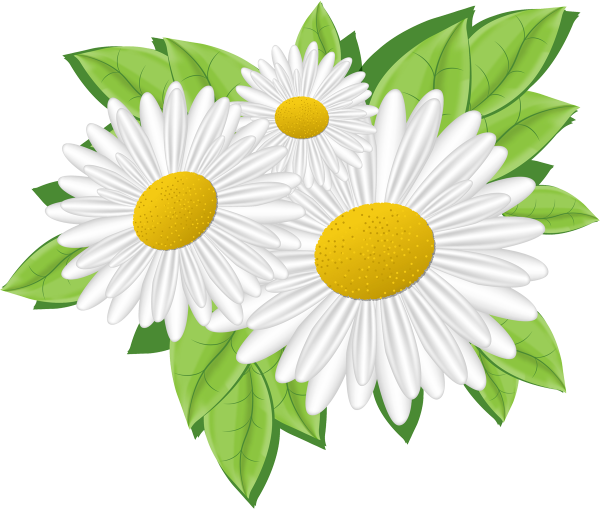 Ромашка вектор
