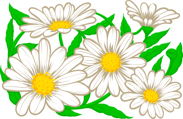 Ромашка цветок рисунок