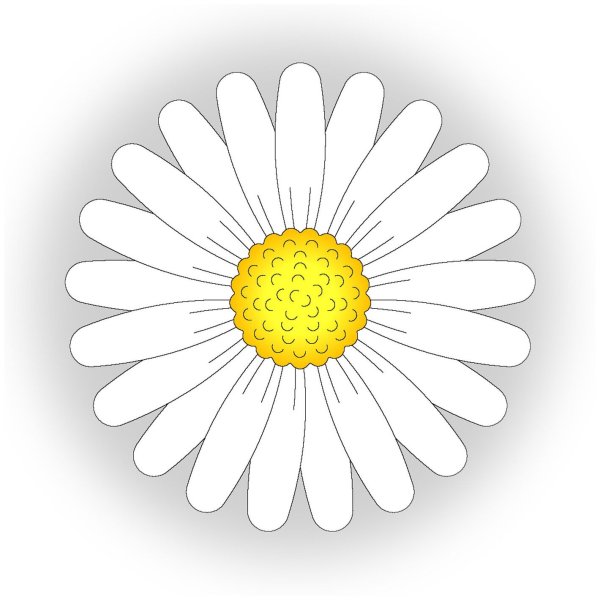 Лепесток ромашки