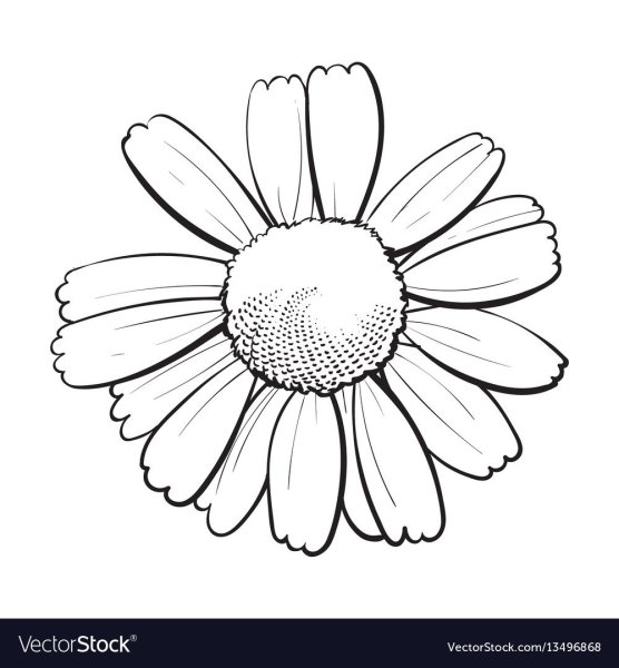 Ромашки карандашом на прозрачном фоне