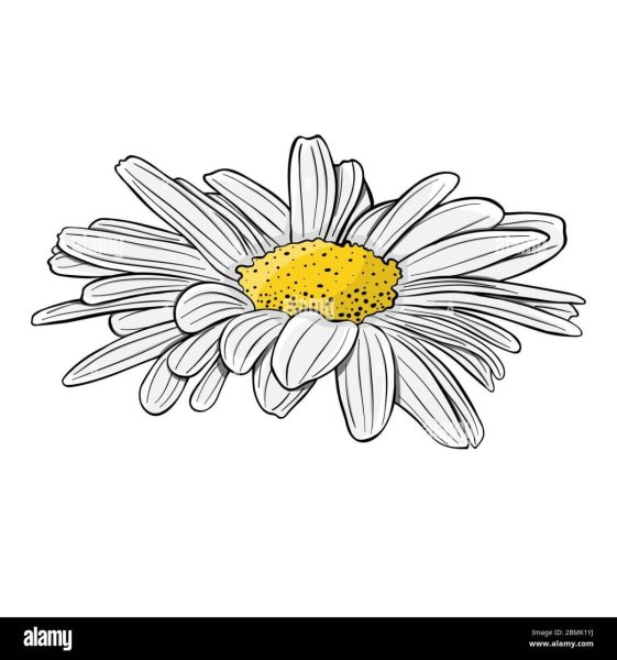 Ромашка карандашом без фона