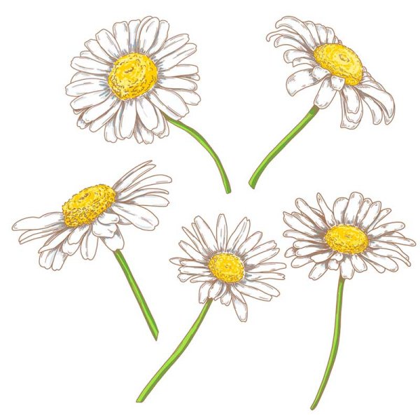 Картинки с ромашкой сбоку