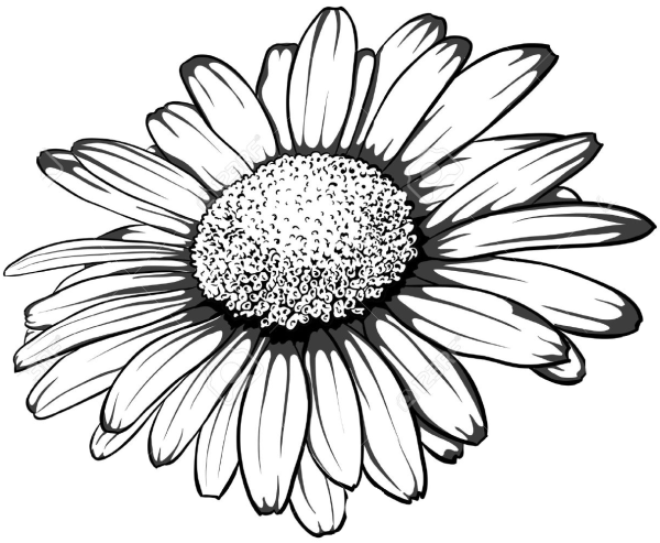 Карандашный набросок ромашки