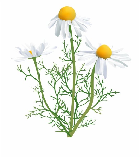 Ромашка лекарственная на белом фоне