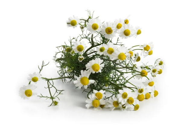 Матрикария ветка