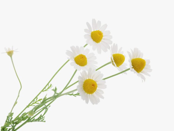 Ромашка аптечная без фона