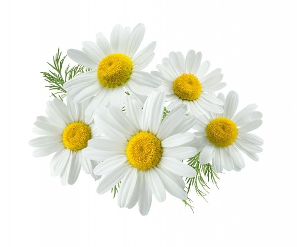 Ромашка лекарственная на белом фоне