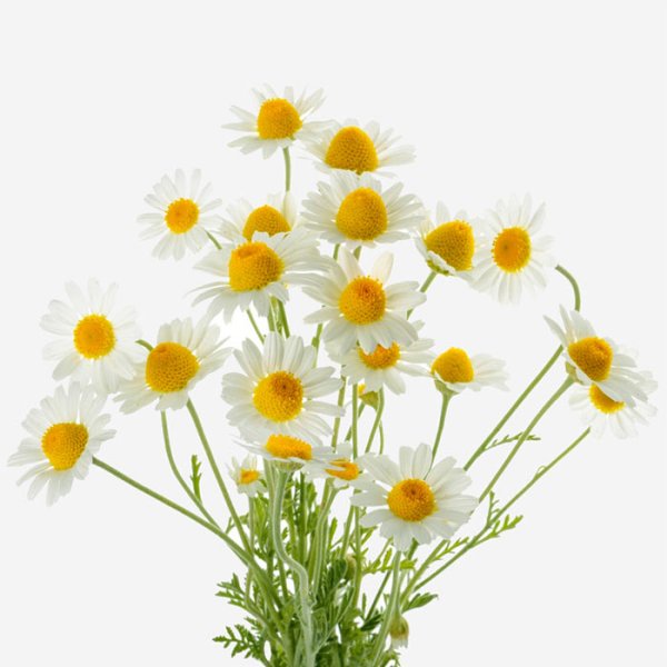 Ромашка лекарственная на белом фоне