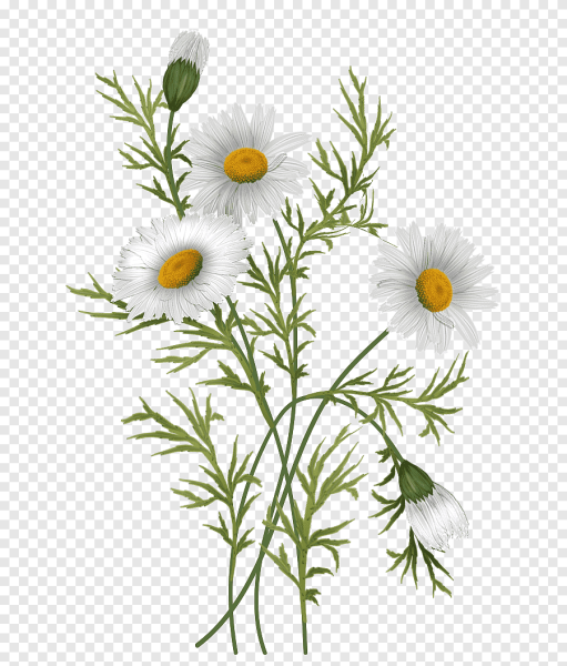 Ромашка лекарственная для детей