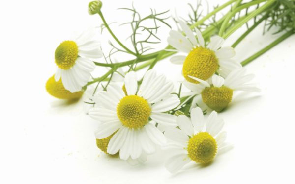 Ромашка лечебная на белом фоне