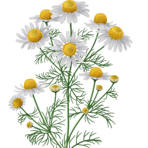 Ромашка аптечная на белом фоне