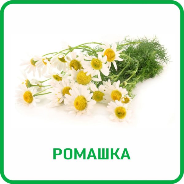 Ромашка аптечная на белом