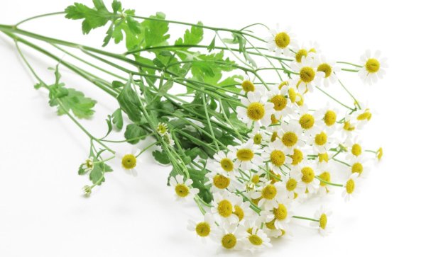 Танацетум веточка