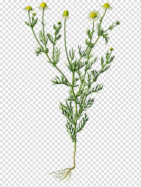 Ромашка аптечная гербарий