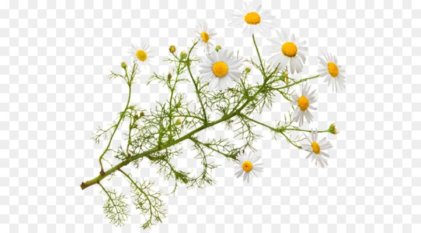 Ромашка лекарственная на белом фоне