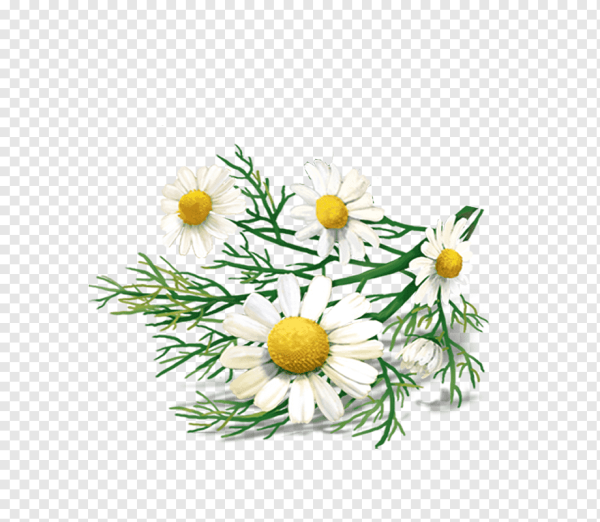 Ромашка лекарственная на белом фоне