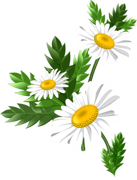 Ромашка рисунок