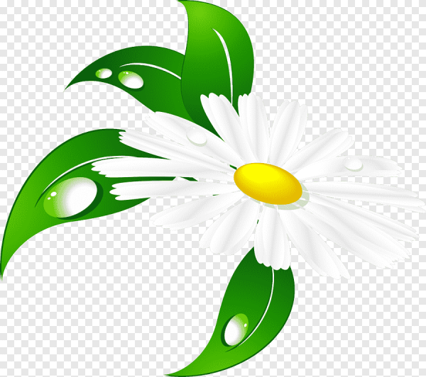 Ромашка для детей на прозрачном фоне