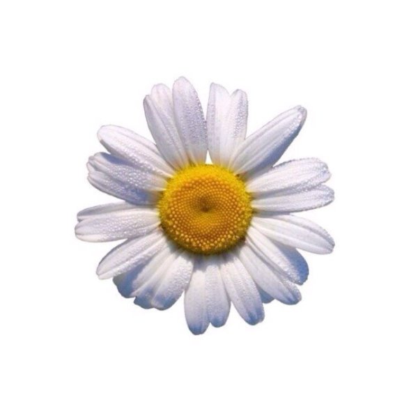Клипарт ромашки на прозрачном фоне