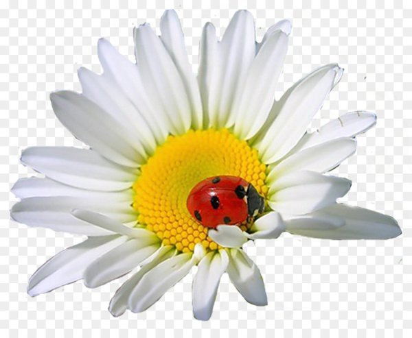 Божья коровка на ромашке