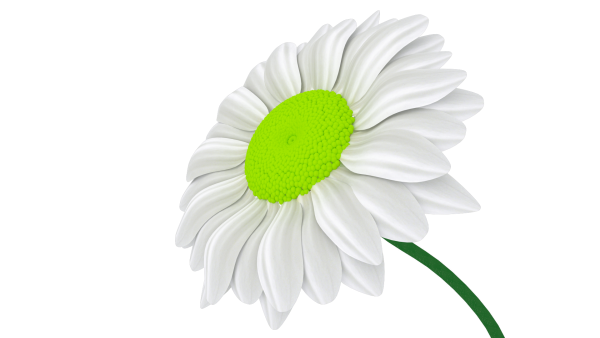 Ромашка на белом фоне