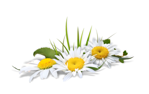 Клипарт ромашки на прозрачном фоне