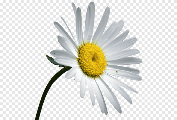 Ромашка без фона