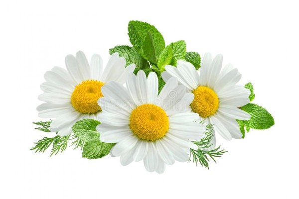 Ромашка без фона