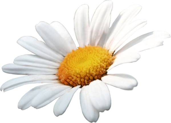 Белая Ромашка на белом фоне