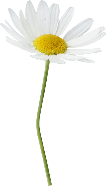 Ромашка на белом фоне